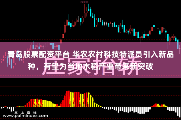 青岛股票配资平台 华农农村科技特派员引入新品种，有望为当地水稻产业带来新突破